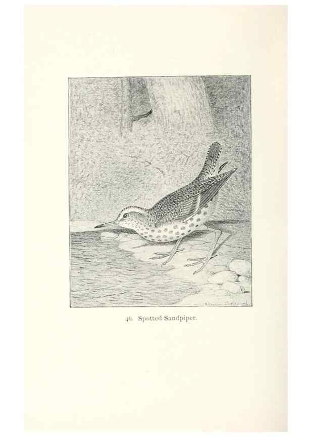 Reproducción/Reproduction 41350469781: North American shore birds;. New York :F.P. Harper,1895.. 