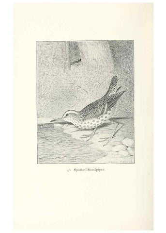Reproducción/Reproduction 41350469781: North American shore birds;. New York :F.P. Harper,1895.. 