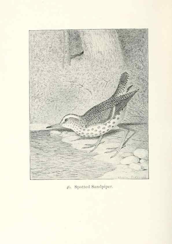 Reproducción/Reproduction 41350469781: North American shore birds;. New York :F.P. Harper,1895.. 
