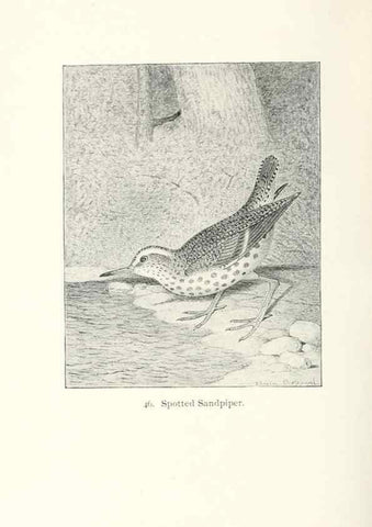 Reproducción/Reproduction 41350469781: North American shore birds;. New York :F.P. Harper,1895.. 