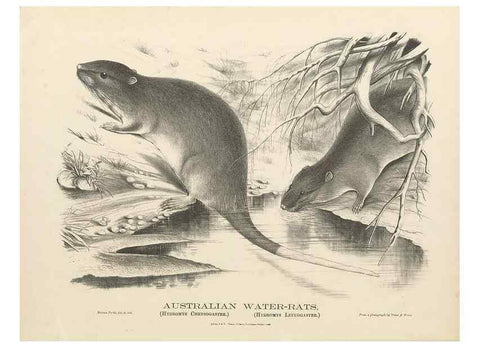 Reproducción/Reproduction 27328599158: The mammals of Australia :. Sydney :Thomas Richards, government printer,1871.. 