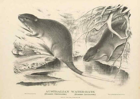 Reproducción/Reproduction 27328599158: The mammals of Australia :. Sydney :Thomas Richards, government printer,1871.. 