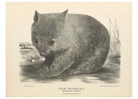 Reproducción/Reproduction 40488407514: The mammals of Australia :. Sydney :Thomas Richards, government printer,1871.. 