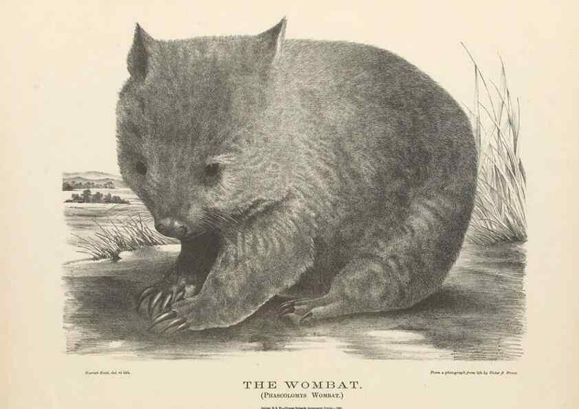 Reproducción/Reproduction 40488407514: The mammals of Australia :. Sydney :Thomas Richards, government printer,1871.. 