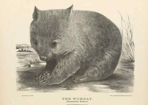 Reproducción/Reproduction 40488407514: The mammals of Australia :. Sydney :Thomas Richards, government printer,1871.. 