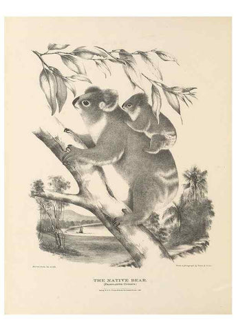 Reproducción/Reproduction 41202836181: The mammals of Australia :. Sydney :Thomas Richards, government printer,1871.. 
