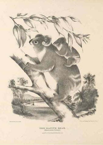Reproducción/Reproduction 41202836181: The mammals of Australia :. Sydney :Thomas Richards, government printer,1871.. 