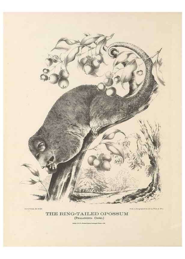 Reproducción/Reproduction 41202839581: The mammals of Australia :. Sydney :Thomas Richards, government printer,1871.. 