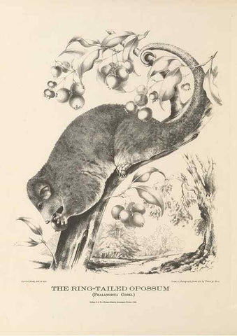 Reproducción/Reproduction 41202839581: The mammals of Australia :. Sydney :Thomas Richards, government printer,1871.. 