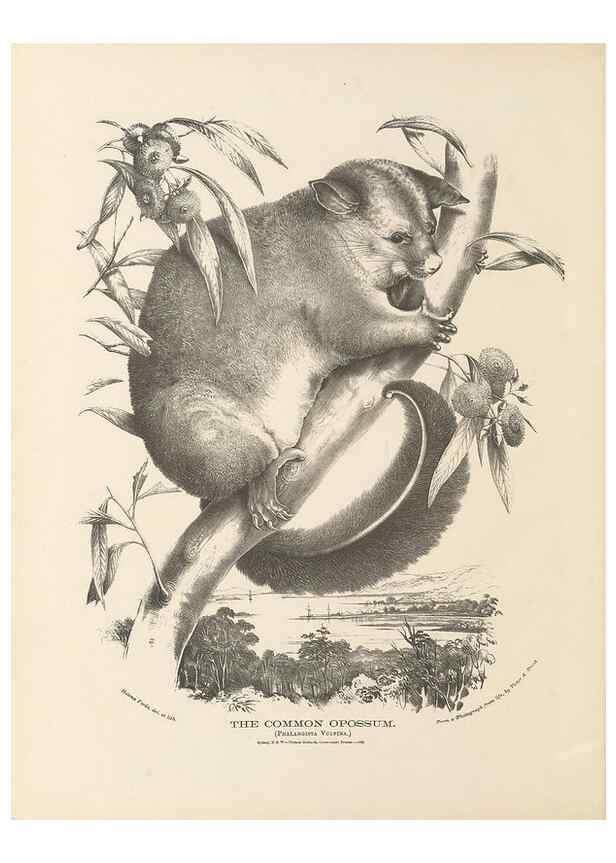 Reproducción/Reproduction 41202843161: The mammals of Australia :. Sydney :Thomas Richards, government printer,1871.. 