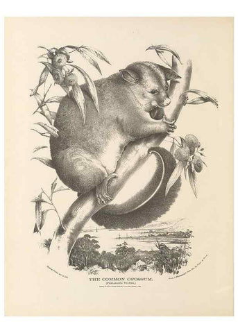Reproducción/Reproduction 41202843161: The mammals of Australia :. Sydney :Thomas Richards, government printer,1871.. 