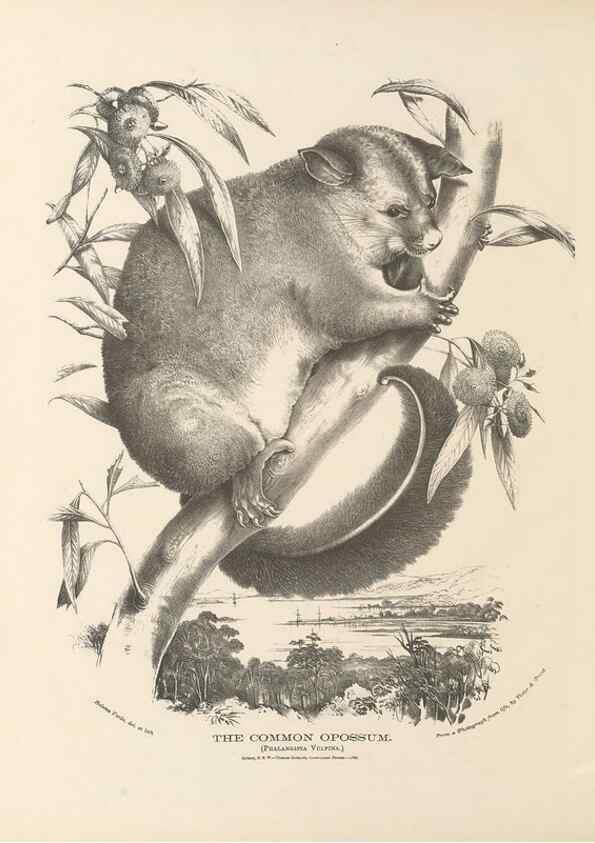 Reproducción/Reproduction 41202843161: The mammals of Australia :. Sydney :Thomas Richards, government printer,1871.. 