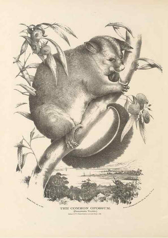Reproducción/Reproduction 41202843161: The mammals of Australia :. Sydney :Thomas Richards, government printer,1871.. 