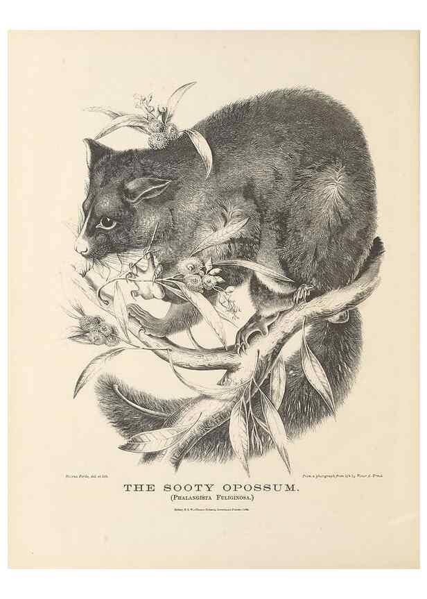 Reproducción/Reproduction 39392450910: The mammals of Australia :. Sydney :Thomas Richards, government printer,1871.. 