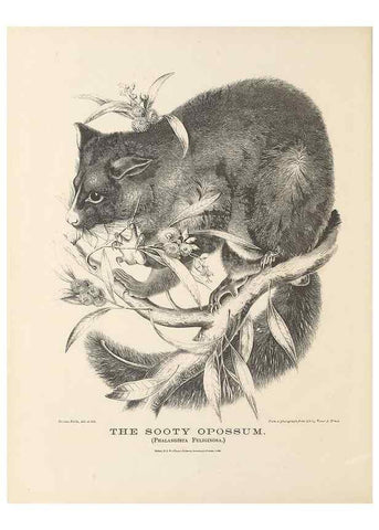 Reproducción/Reproduction 39392450910: The mammals of Australia :. Sydney :Thomas Richards, government printer,1871.. 