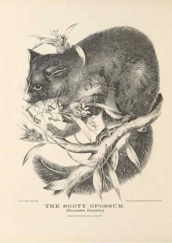 Reproducción/Reproduction 39392450910: The mammals of Australia :. Sydney :Thomas Richards, government printer,1871.. 