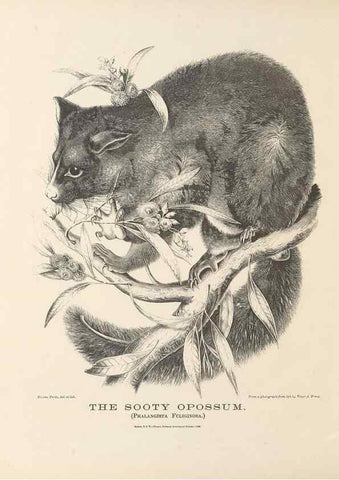 Reproducción/Reproduction 39392450910: The mammals of Australia :. Sydney :Thomas Richards, government printer,1871.. 
