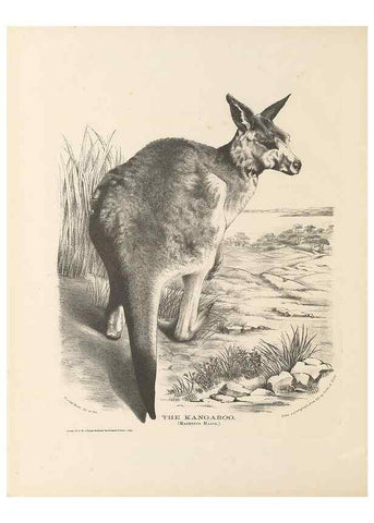 Reproducción/Reproduction 39392453820: The mammals of Australia :. Sydney :Thomas Richards, government printer,1871.. 