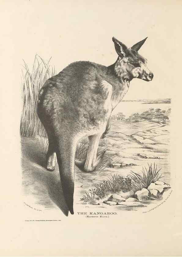 Reproducción/Reproduction 39392453820: The mammals of Australia :. Sydney :Thomas Richards, government printer,1871.. 