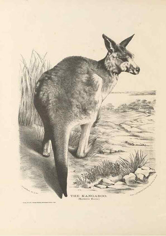 Reproducción/Reproduction 39392453820: The mammals of Australia :. Sydney :Thomas Richards, government printer,1871.. 