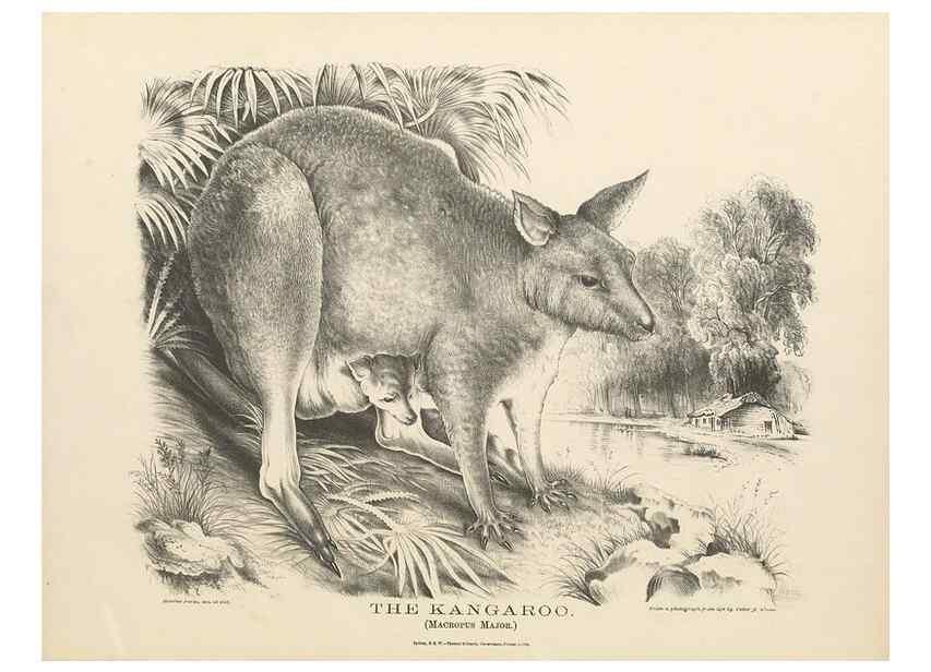Reproducción/Reproduction 41202855201: The mammals of Australia :. Sydney :Thomas Richards, government printer,1871.. 