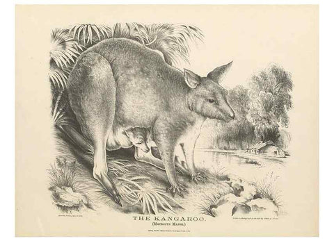Reproducción/Reproduction 41202855201: The mammals of Australia :. Sydney :Thomas Richards, government printer,1871.. 