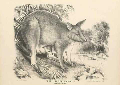 Reproducción/Reproduction 41202855201: The mammals of Australia :. Sydney :Thomas Richards, government printer,1871.. 