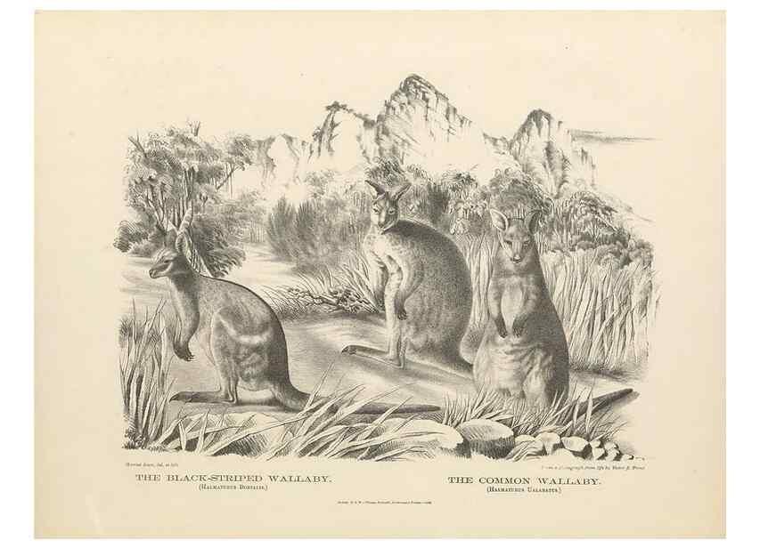 Reproducción/Reproduction 41157575922: The mammals of Australia :. Sydney :Thomas Richards, government printer,1871.. 