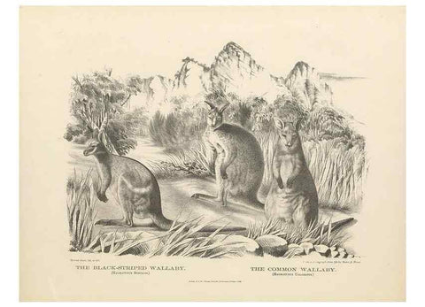 Reproducción/Reproduction 41157575922: The mammals of Australia :. Sydney :Thomas Richards, government printer,1871.. 