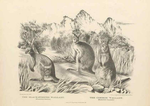 Reproducción/Reproduction 41157575922: The mammals of Australia :. Sydney :Thomas Richards, government printer,1871.. 
