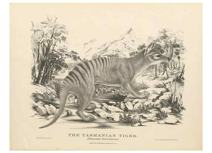 Reproducción/Reproduction 41202862411: The mammals of Australia :. Sydney :Thomas Richards, government printer,1871.. 