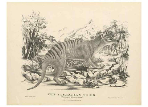 Reproducción/Reproduction 41202862411: The mammals of Australia :. Sydney :Thomas Richards, government printer,1871.. 
