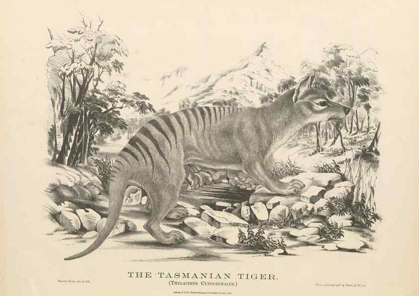 Reproducción/Reproduction 41202862411: The mammals of Australia :. Sydney :Thomas Richards, government printer,1871.. 