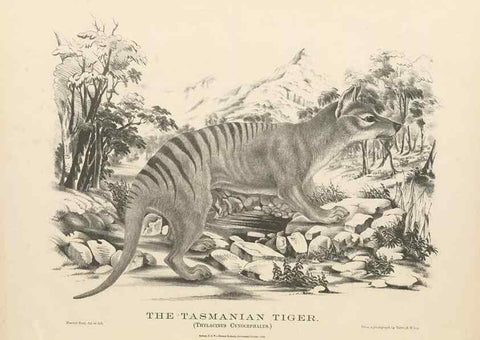Reproducción/Reproduction 41202862411: The mammals of Australia :. Sydney :Thomas Richards, government printer,1871.. 