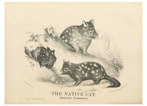 Reproducción/Reproduction 39392464320: The mammals of Australia :. Sydney :Thomas Richards, government printer,1871.. 