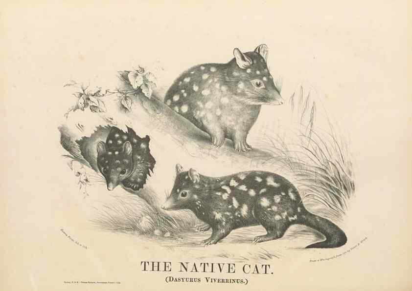 Reproducción/Reproduction 39392464320: The mammals of Australia :. Sydney :Thomas Richards, government printer,1871.. 