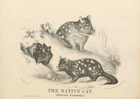 Reproducción/Reproduction 39392464320: The mammals of Australia :. Sydney :Thomas Richards, government printer,1871.. 