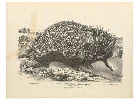 Reproducción/Reproduction 41157579672: The mammals of Australia :. Sydney :Thomas Richards, government printer,1871.. 