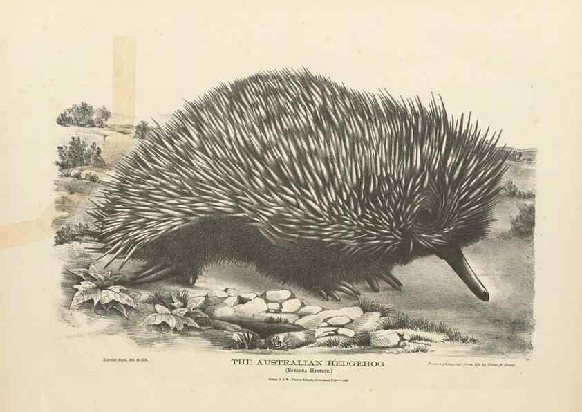 Reproducción/Reproduction 41157579672: The mammals of Australia :. Sydney :Thomas Richards, government printer,1871.. 