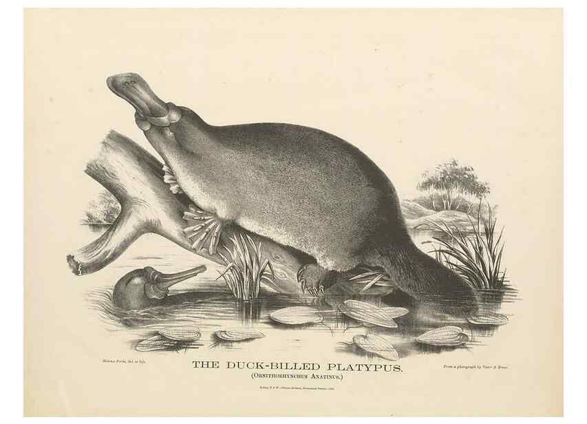 Reproducción/Reproduction 41202870251: The mammals of Australia :. Sydney :Thomas Richards, government printer,1871.. 