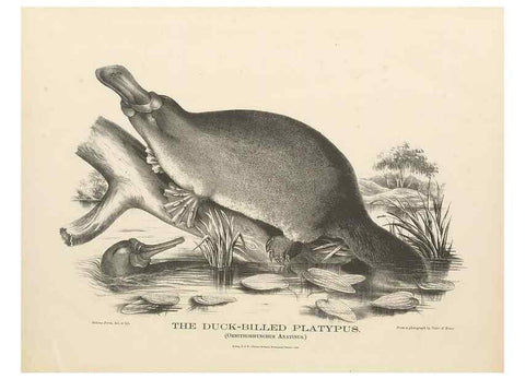 Reproducción/Reproduction 41202870251: The mammals of Australia :. Sydney :Thomas Richards, government printer,1871.. 