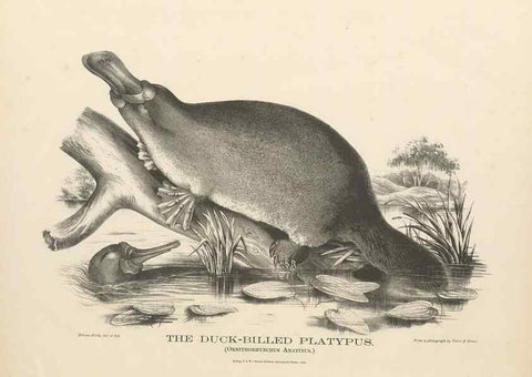Reproducción/Reproduction 41202870251: The mammals of Australia :. Sydney :Thomas Richards, government printer,1871.. 