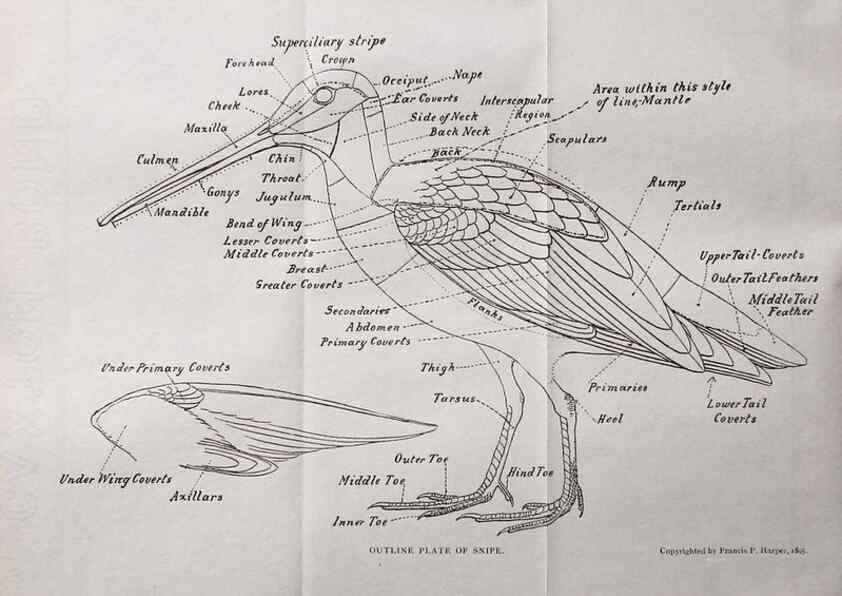 Reproducción/Reproduction 40636943304: North American shore birds;. New York :F.P. Harper,1895.. 