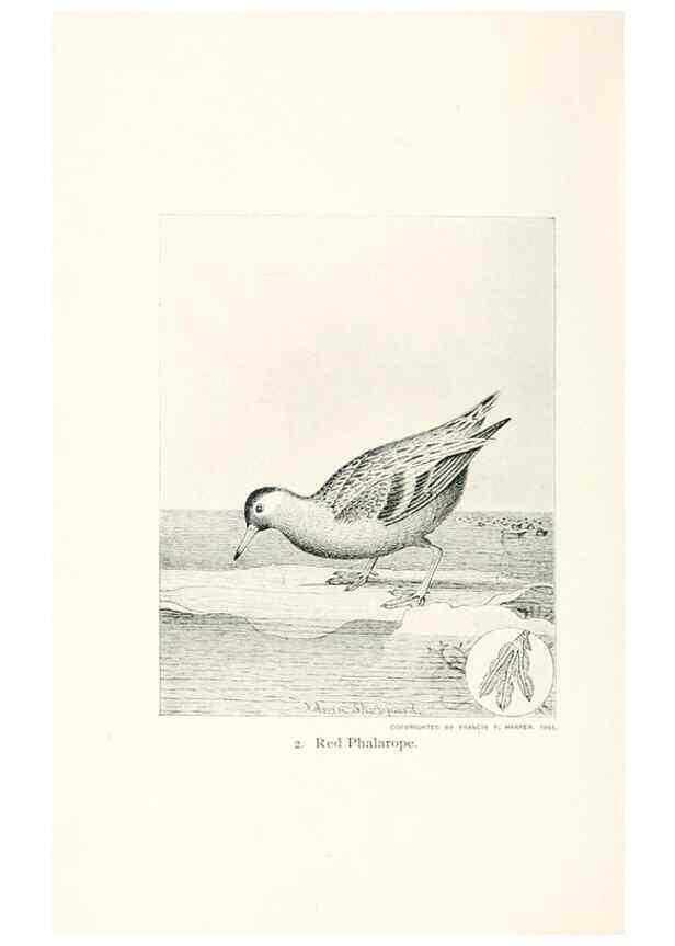 Reproducción/Reproduction 40636945164: North American shore birds;. New York :F.P. Harper,1895.. 