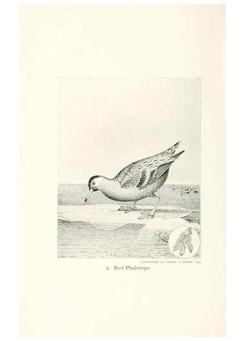 Reproducción/Reproduction 40636945164: North American shore birds;. New York :F.P. Harper,1895.. 