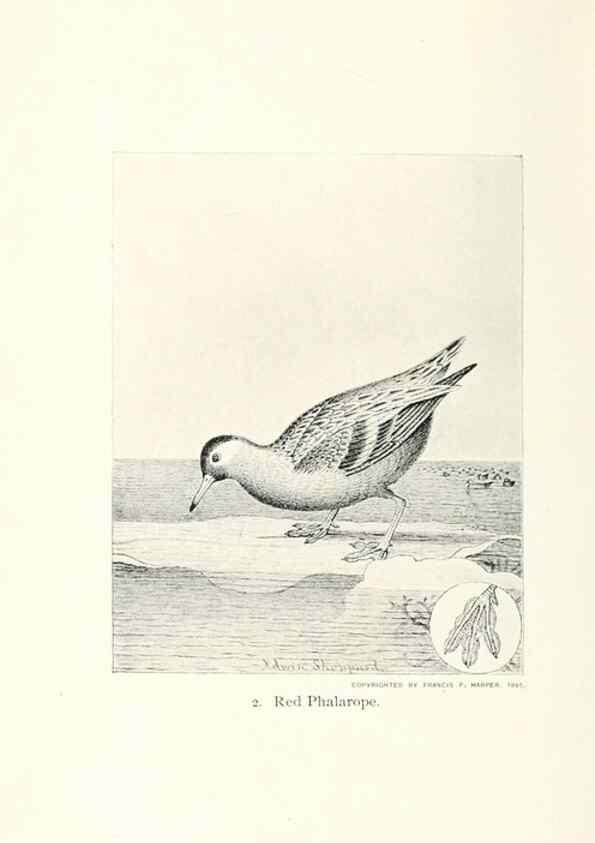 Reproducción/Reproduction 40636945164: North American shore birds;. New York :F.P. Harper,1895.. 