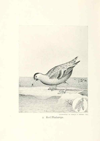 Reproducción/Reproduction 40636945164: North American shore birds;. New York :F.P. Harper,1895.. 