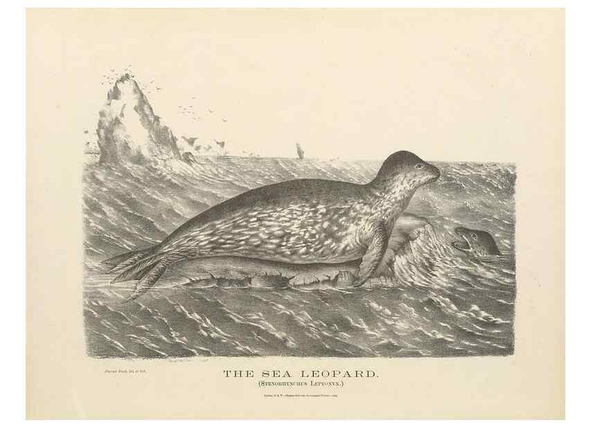 Reproducción/Reproduction 41202826051: The mammals of Australia :. Sydney :Thomas Richards, government printer,1871.. 