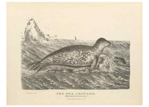 Reproducción/Reproduction 41202826051: The mammals of Australia :. Sydney :Thomas Richards, government printer,1871.. 