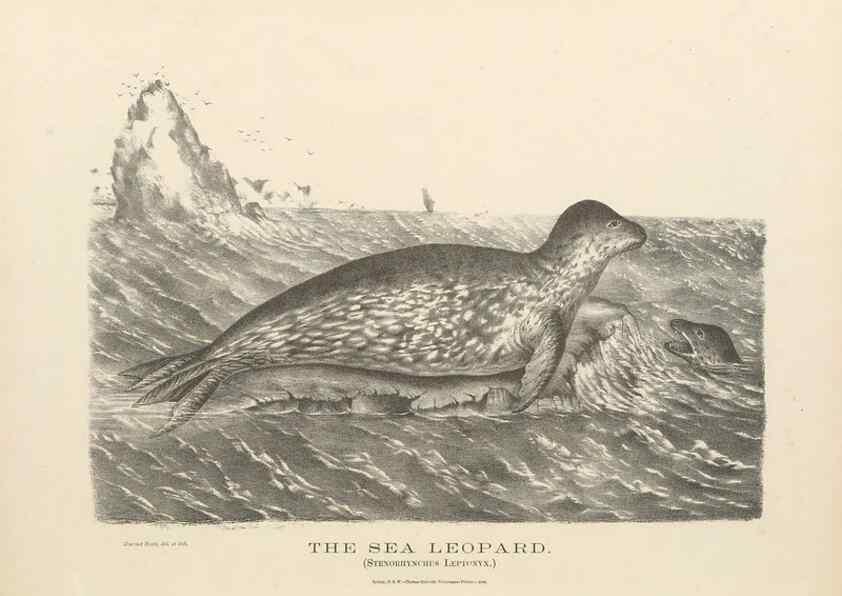 Reproducción/Reproduction 41202826051: The mammals of Australia :. Sydney :Thomas Richards, government printer,1871.. 